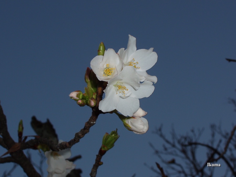 夜の桜