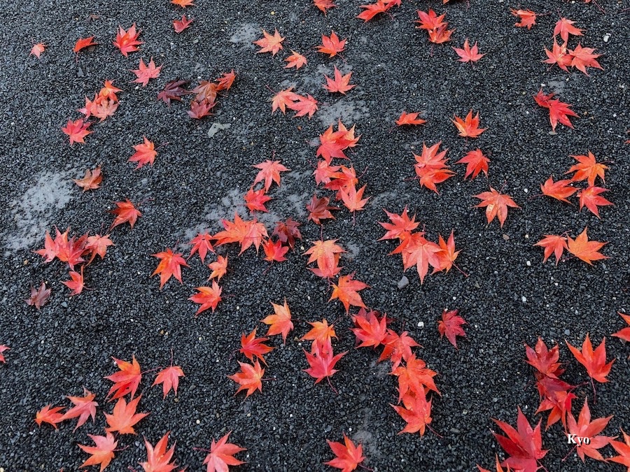 散紅葉