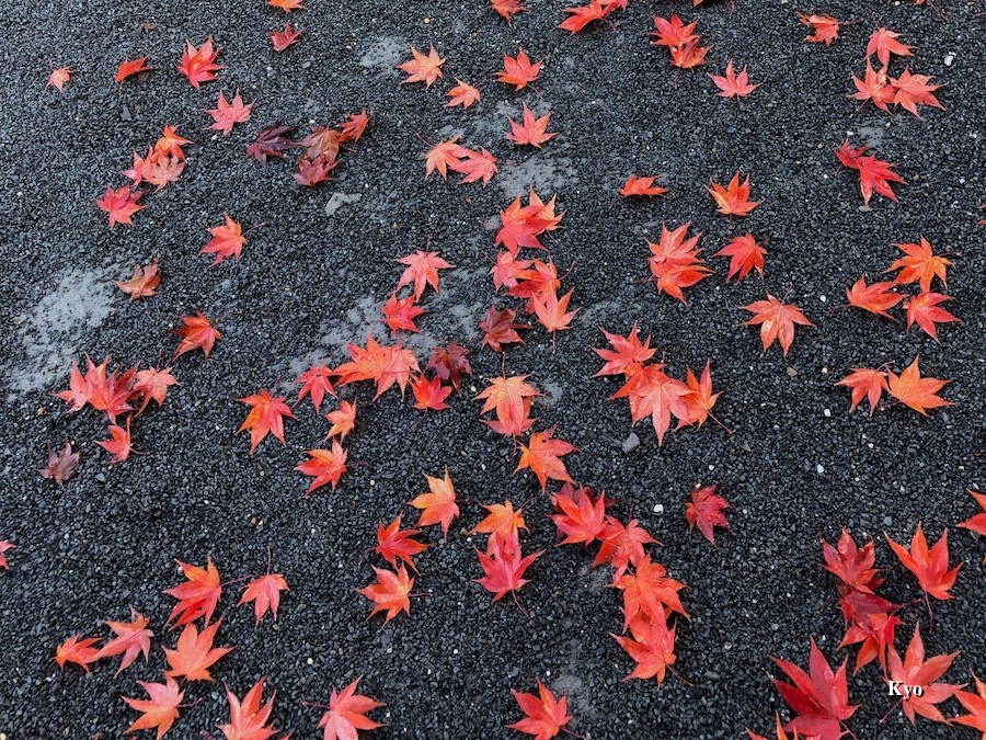 散紅葉