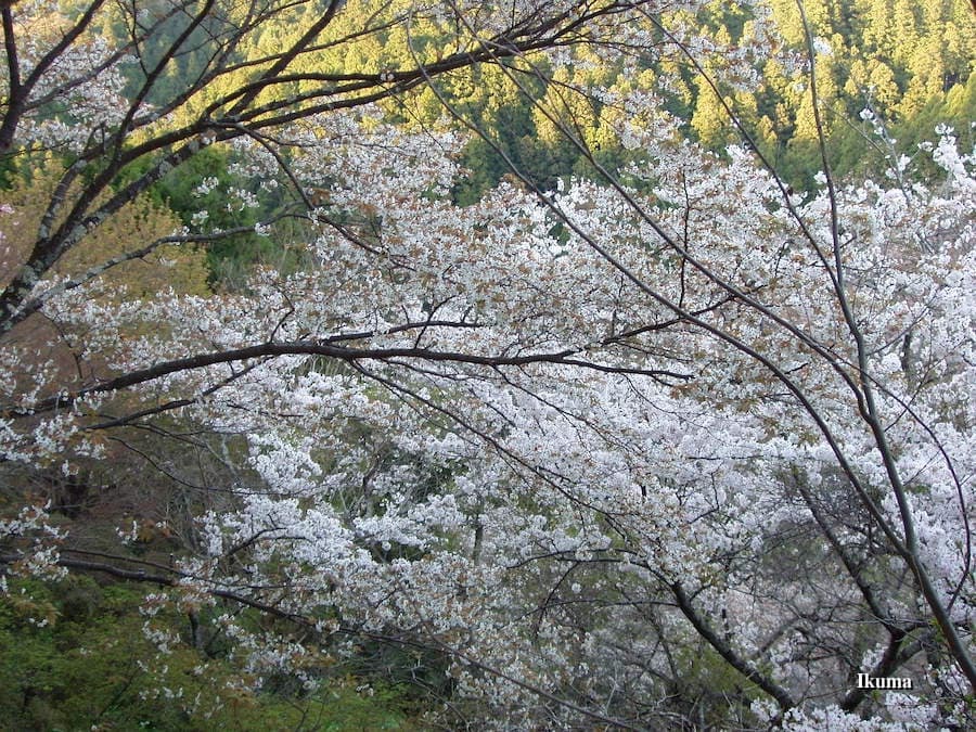 吉野の桜