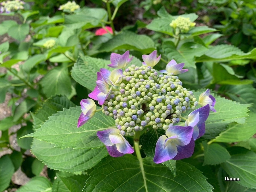 額紫陽花