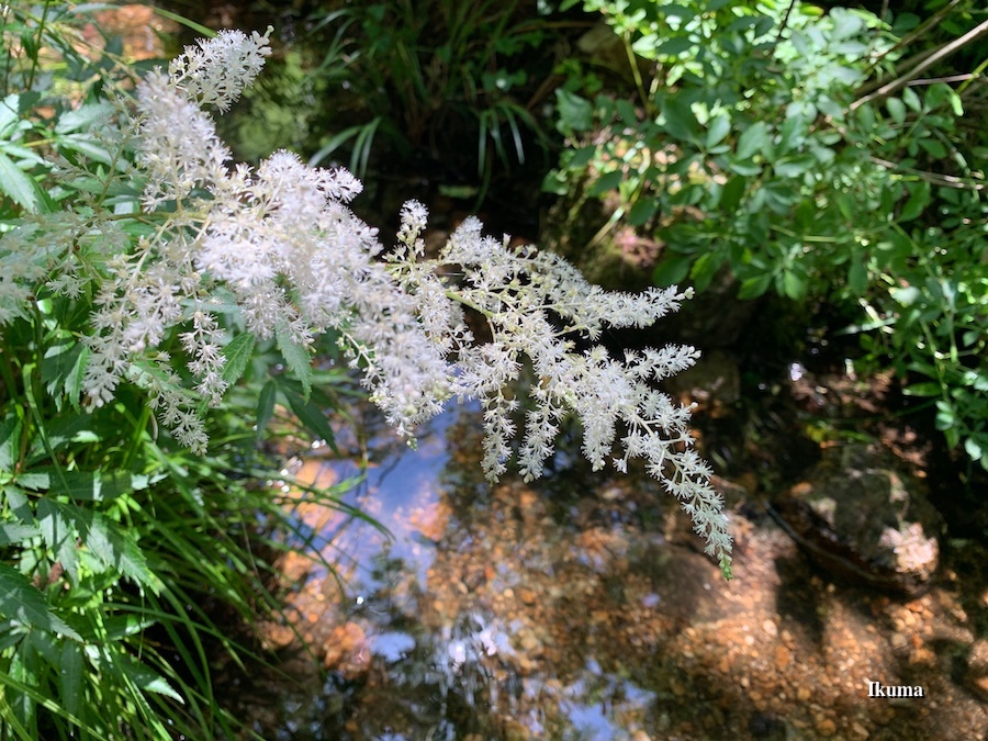 鳥脚升麻
