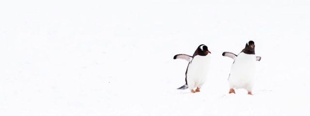 Penguin_640x240a.jpg