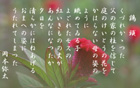 鶏 頭 yata-030s.jpeg