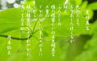 光明真言 yata-050s.jpeg